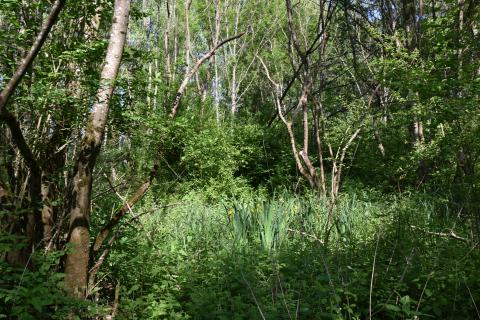 Entretien du Plan d'eau du Monteuil