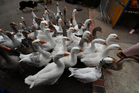 Foire de la Saint-Simon 2023