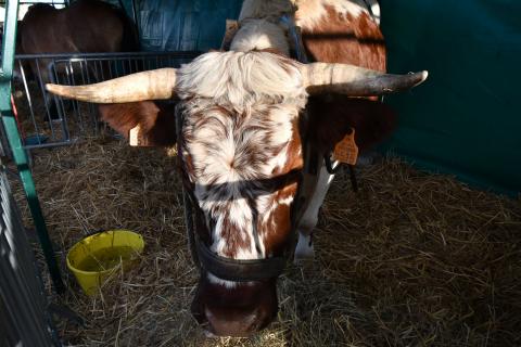 Foire de la Saint-Simon 2023