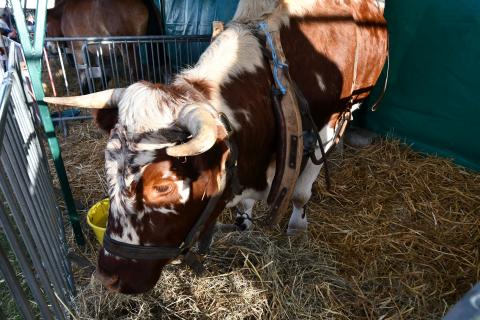 Foire de la Saint-Simon 2023