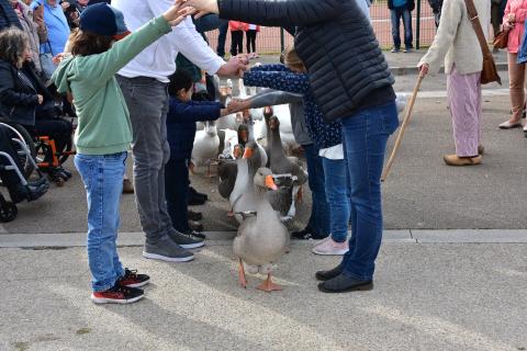 Foire de la Saint-Simon 2023