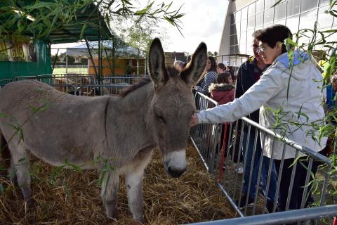 Foire de la Saint-Simon 2023