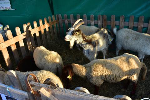 Foire de la Saint-Simon 2023
