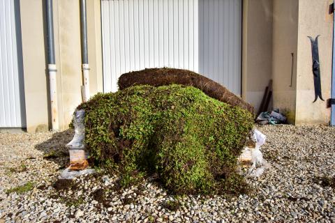 Végétalisation du cimetière
