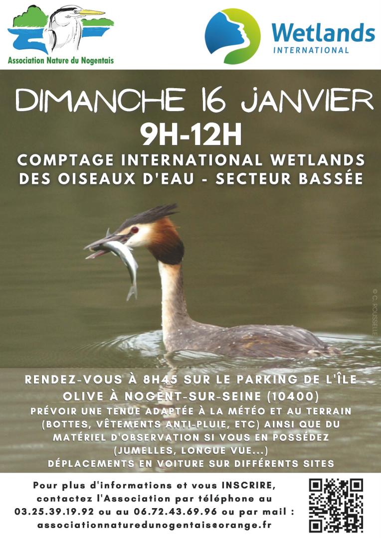 Comptage international wetlands des oiseaux d'eau - secteur bassée