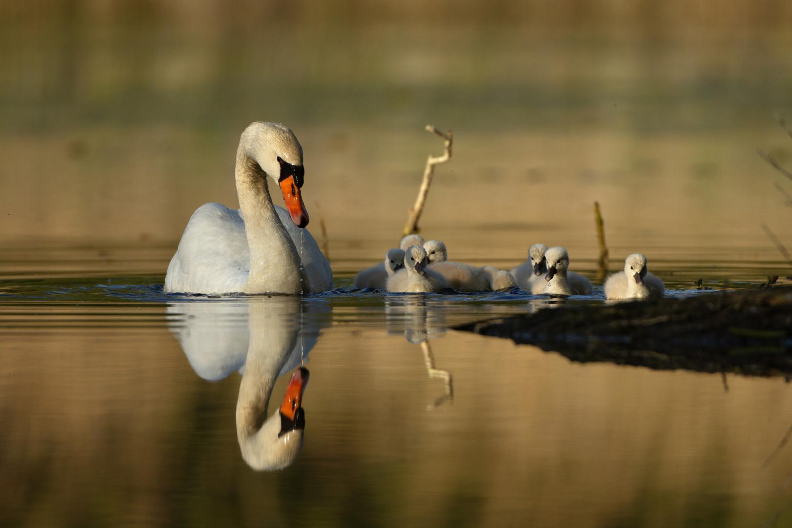EXPOSITION - Faune et Flore de la Vallée de la Seine