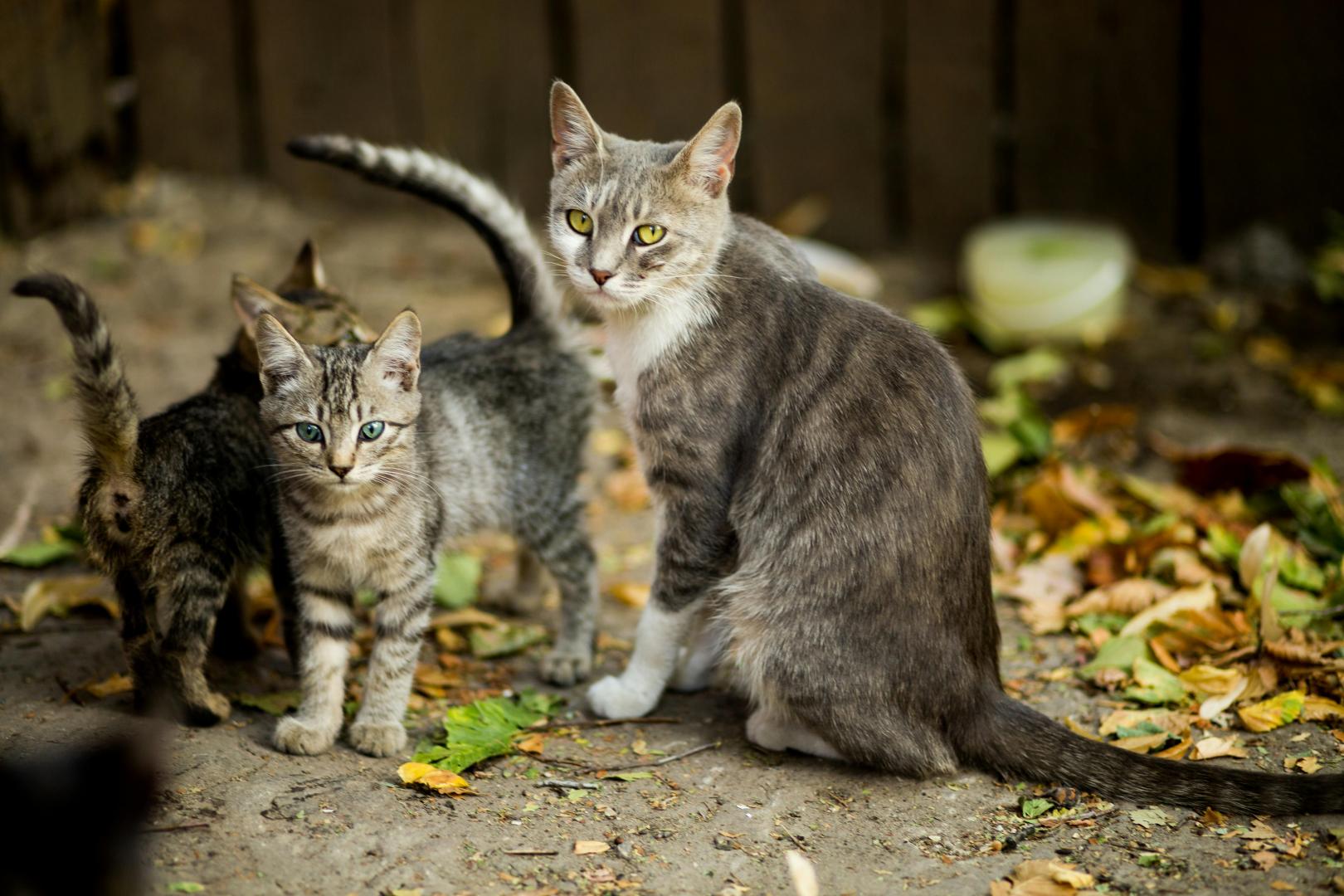 Campagne de capture et de stérilisation des chats errants